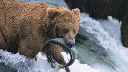 R. Crusoe & Son Offers Alaska & Bhutan/Nepal Journeys