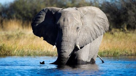 Luxury Botswana with Lion World Tours