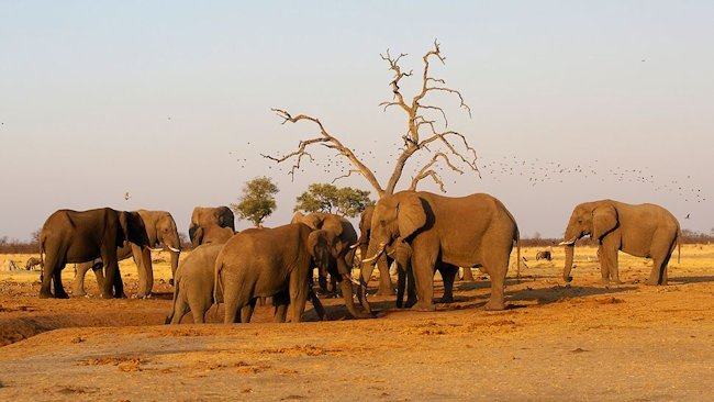 Orient-Express Offers A Journey Like No Other Through Botswana