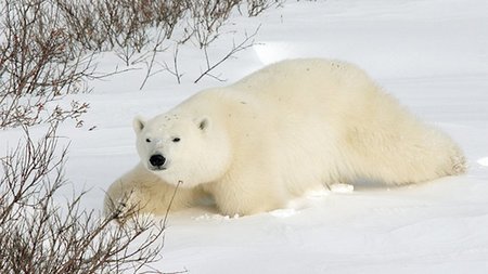 Experience the Kingdom of the Ice Bear