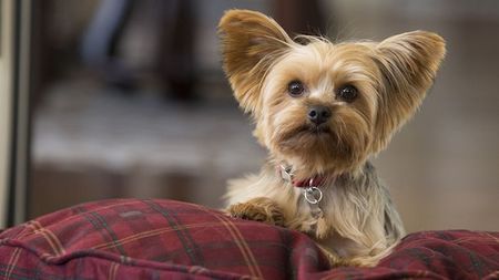 Hotel del Coronado Goes Pet Friendly with New 'Del Dogs & Cats'