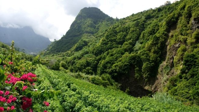 An Island Paradise in a Glass from Madeira, Portugal