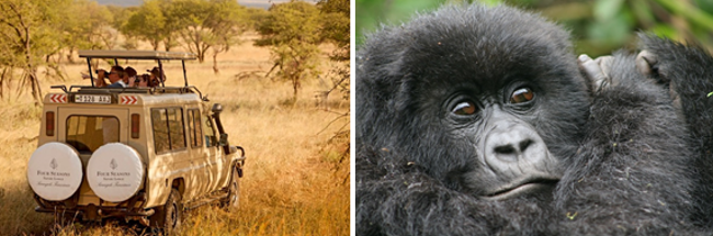 From Elephants to Gorillas with Four Seasons Serengeti