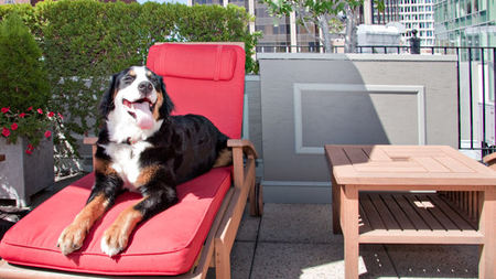 National Pet Month - Treat Your Best Friend to Some R&R