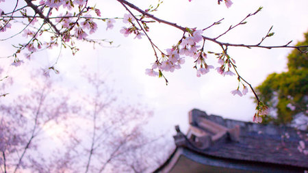 Best Summer Travel Ideas for Japan Vacationers 