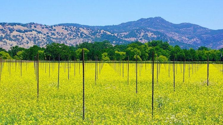 Discover Napa Valley’s Vibrant Mustard Season with Carneros Resort and Spa
