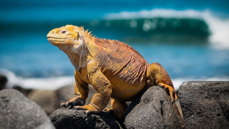 Exploring the Enchanting Galapagos Islands