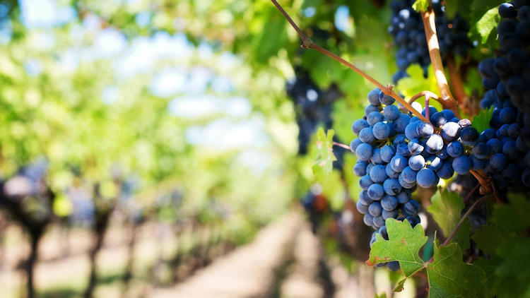 Top Northern California Vineyards Offering the Ultimate Wine Experience