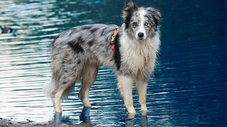 How to Train Your Dog For Outdoor Adventures?