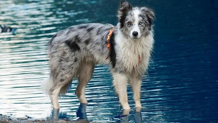 How to Train Your Dog For Outdoor Adventures?