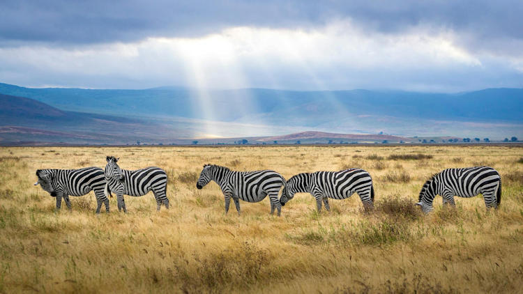 Best Safari Tour companies in Tanzania, Africa