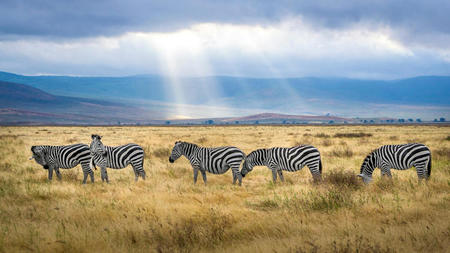 Best Safari Tour companies in Tanzania, Africa