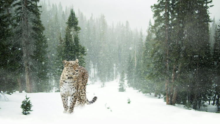 Spot the Most Elusive Species with Untamed Traveling