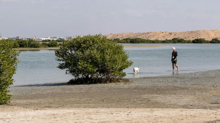 How to Travel to Dubai with Your Pet, Complete Entry Requirements