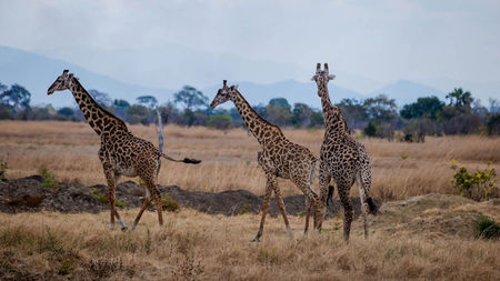 How Long Should a Kenya Safari Be? A Practical Guide to 3, 5 and 11 Days