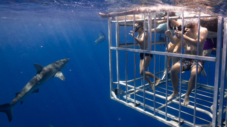 Tips to Cage Dive with Sharks in Hawaii