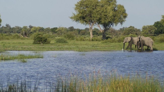 Escape the Winter Chill with Green Season Botswana Safari