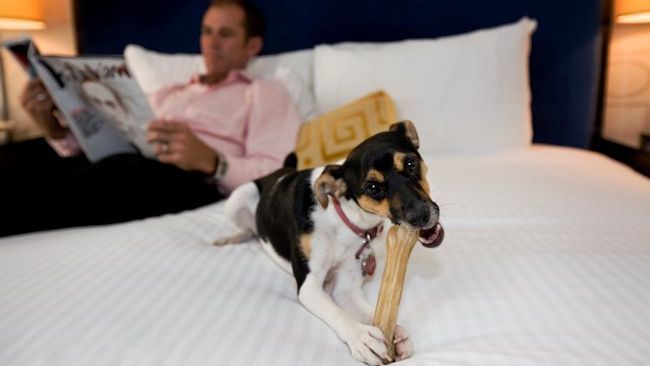 California's Hotel La Jolla Offers Luxurious Pet Amenities