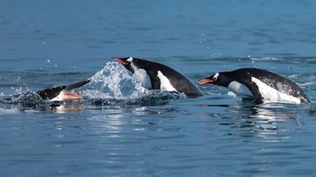 Ultimate Adventure: Snorkeling in Antarctica