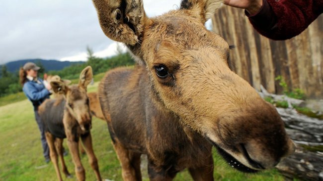 Alaska Railroad offers new day trip to the Alaska Wildlife Conservation Center 