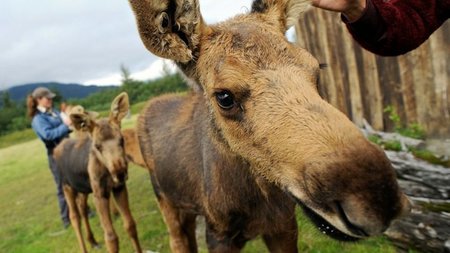 Alaska Railroad offers new day trip to the Alaska Wildlife Conservation Center 
