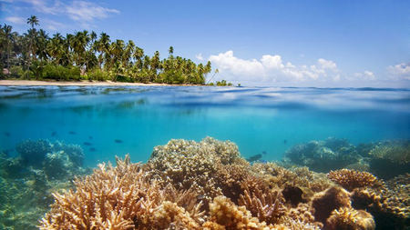 The Ultimate Diving Experience with Jean-Michel Cousteau in Fiji