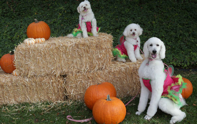 Yappy Howl-O-Ween Celebration at The Ritz-Carlton, Laguna Niguel