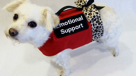 Clampdown Coming for Emotional Support Pets on Planes