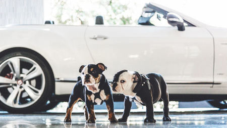 The London West Hollywood Welcomes Bulldog Puppy Mascots