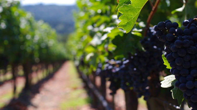 5 Reasons Why You Should Visit California’s Wine Country Region