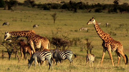 Witness Africa's Spectacular Annual Great Migration at Sir Richard Branson’s Luxury Tented Camp
