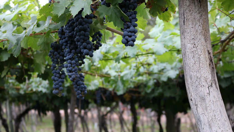 The 2022 World’s Best Vineyards revealed  