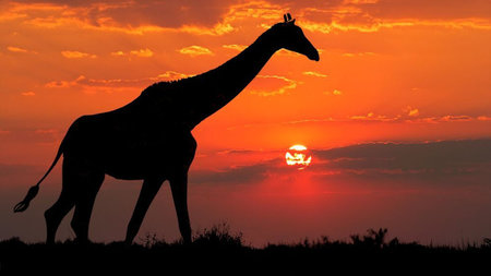 Just 2 Spots Left for ROAR AFRICA’s 'Greatest Safari on Earth' Aboard the Emirates Private Jet