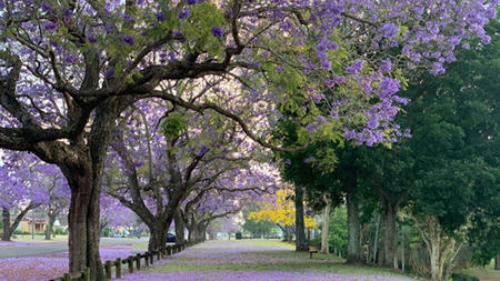 Floral Wanderlust: Discovering the World's Most Enchanting Flower Destinations
