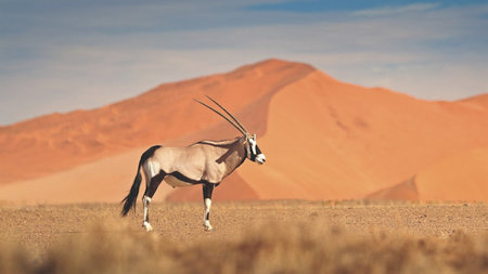 From Rhinos to Red Dunes: Extraordinary Journeys' New Walking Wild in Namibia Itinerary Celebrates Safari Beyond The Vehicle