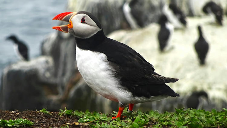 Birdwatching in Iceland's Westman Islands: Puffins, Gannets, and Hidden Cliffs