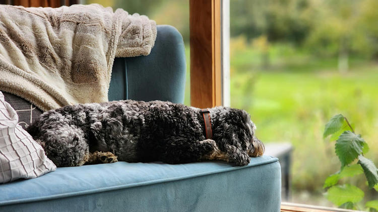 Vacation Checklist for Pet Parents Traveling Without Fido
