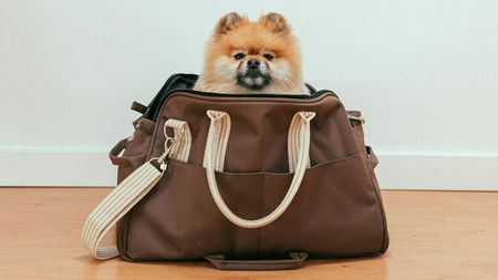 5 Tips for Traveling with Your Furry Friend
