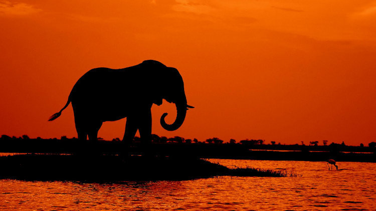 The Unspoken Magic of a Safari in Botswana
