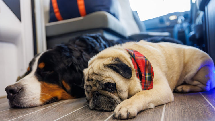 How to Plan a Dog-Friendly Motorhome Holiday in the UK: Everything You Need to Know