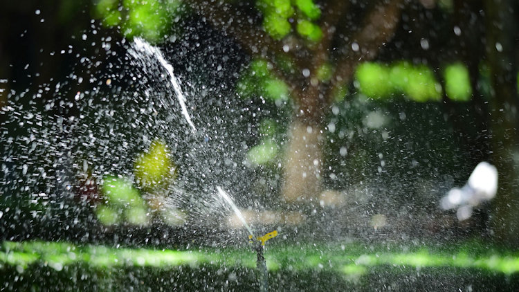 The Green Between the Details: How Smarter Watering Shapes a Better-Looking Home