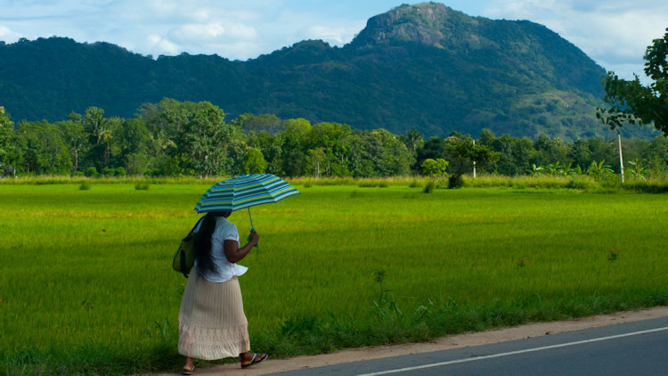 Two Weeks in Sri Lanka: A Private Journey from the Ancient Cities to the South Coast