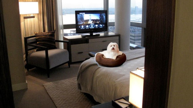 Jet Set Pet: Trump Hotel Collection Introduces Pet Pampering