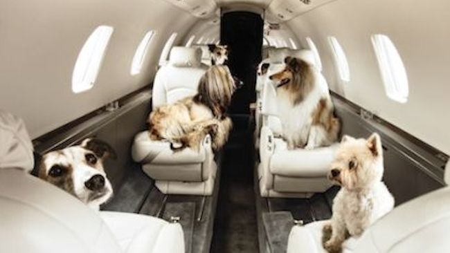 Private Jet Central sees 40% increase in Jet Setting Pets this year