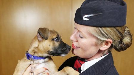 PAWS & RELAX: British Airways Introduces In-flight Channel Featuring Puppies and Kittens