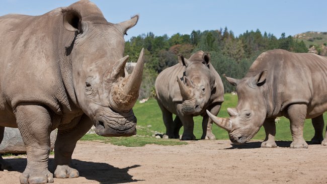 The TreadRight Foundation Celebrates World Rhino Day