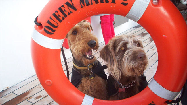 Queen Mary 2: The World's Only Dog-friendly Cruise Liner