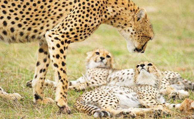 The Masai Mara National Park and its Amazing Photographic Opportunities