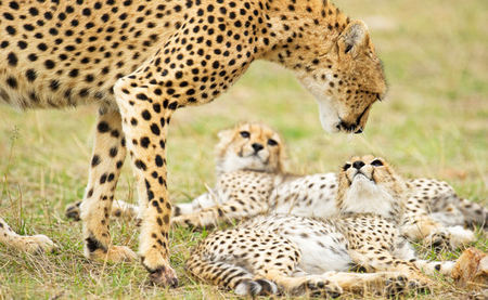The Masai Mara National Park and its Amazing Photographic Opportunities