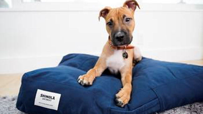 The James Hotels Announces Partnership with Shinola Pets & Local Shelters 